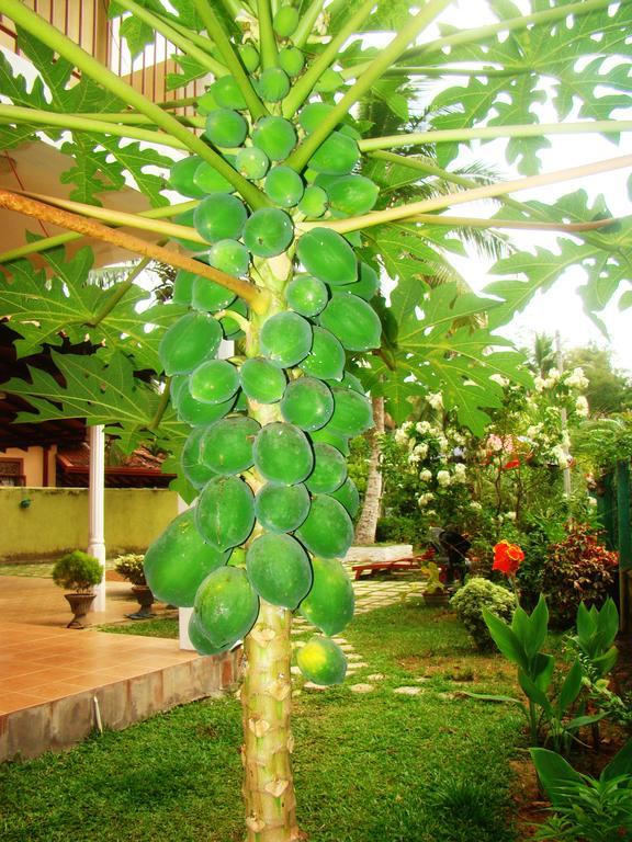 Bentota Homes エクステリア 写真